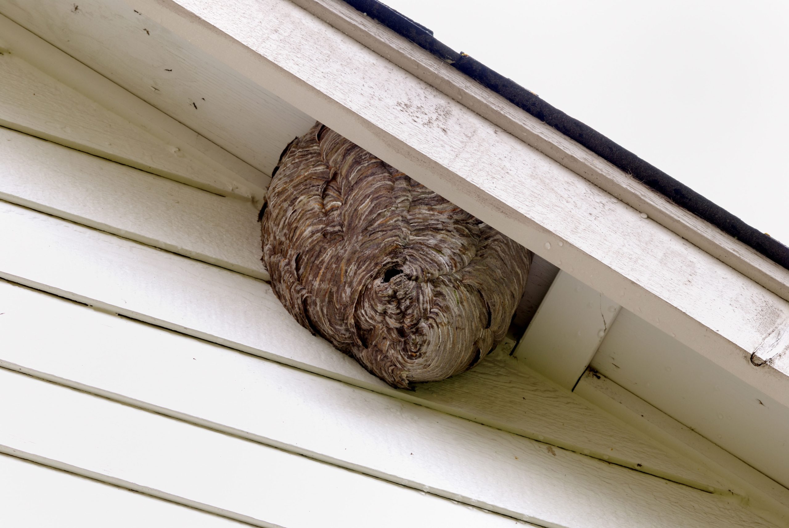 pest control in glendale az